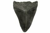 Fossil Megalodon Tooth - South Carolina #331525-1